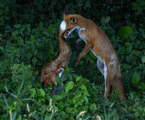 Red fox - Vulpes vulpes