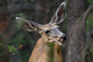 Mule Deer in a Forest Setting