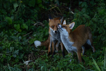 Red fox - Vulpes vulpes
