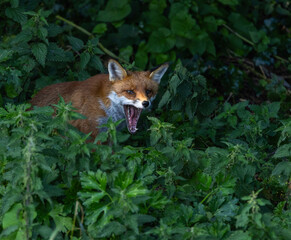 Red fox - Vulpes vulpes
