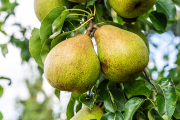 Doyenn&eacute; du Comice peer hanging on a tree in Linter, Hageland, Belgium