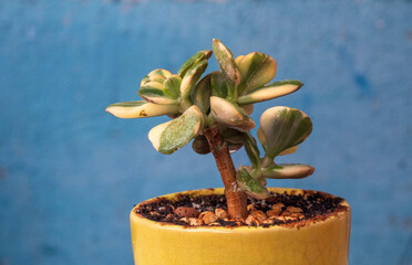 Money tree Crassula var. Alba. Bonsai style. Plant for home