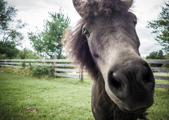 Curious Pony Close-Up on Farm with Green Pasture..