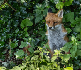 Red fox - Vulpes vulpes