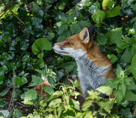 Red fox - Vulpes vulpes