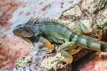 Iguana Basking on a Rock in Its Natural Habitat