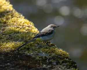 Grey wagtail - Motacilla cinerea