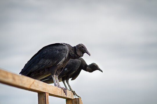 Black Vultures Perched on a Wooden Structure Against a Cloudy Sky