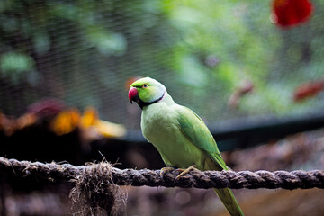 Green Parakeet Perched on a Rope in a Lush Environment