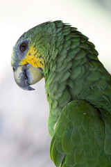 Close-up of a Green Parrot with Yellow Cheeks