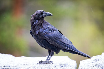Fototapeta premium Close-up of a Raven Perched in the Wild