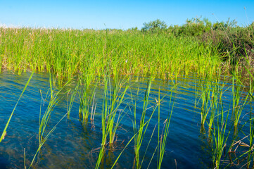 Calm wide river, fishing landscape. Reeds and kugai along the river bank.