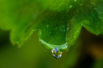 A vibrant macro shot of a dew drop delicately hanging from the edge of a green leaf. The intricate details of the leafs texture and veins are highlighted