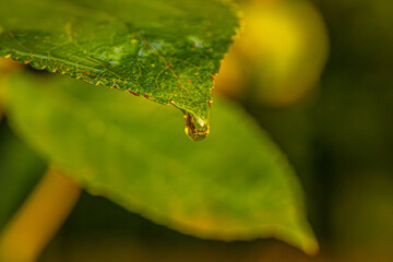 A vibrant macro shot of a dew drop delicately hanging from the edge of a green leaf. The intricate details of the leafs texture and veins are highlighted