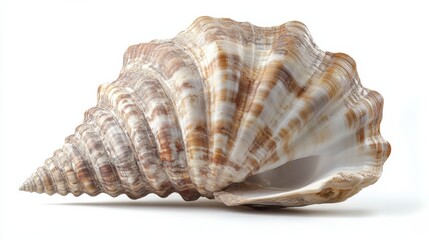 Large brown and white seashell isolated on white background