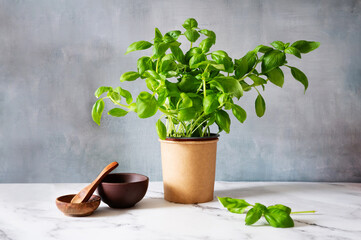Fresh basil plant in a pot on a textured background, home planting and food growing.