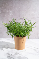 A pot of rosemary sits on a marble table, perfect for growing aromatic herbs at home for culinary use.