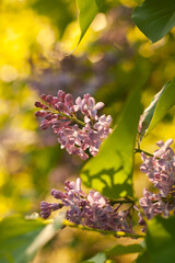 Delicate Spring Nature: Beautiful Lilacs in Bloom