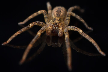 Closeup of the infamous but harmless Mediterranean Spiny False Wolf Spider Zoropsis spinimana, found in Germany and photographed on black background