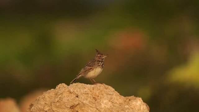 A crested lark sings on a bit rock. Songbird