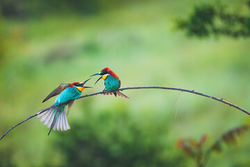 European bee-eater (Merops apiaster) in natural habitat