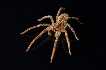 Closeup of the infamous but harmless Mediterranean Spiny False Wolf Spider Zoropsis spinimana, found in Germany and photographed on black background