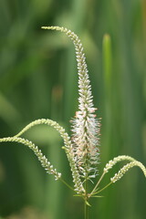 Closeup of Culver's root in summertime