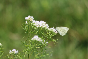 Little White Butterfly on Little White Flowers