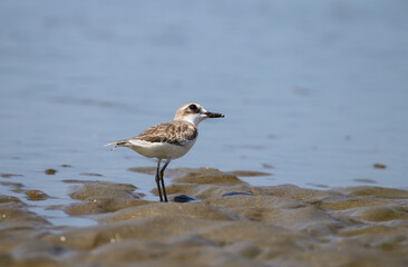 A greater sand plover foraging on the beach.greater sand plover is a small wader in the plover family of birds.