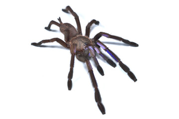 Closeup picture of the electric blue tarantula Chilobrachys natanicharum, a newly discovered spider species from Thailand, photographed on white background.