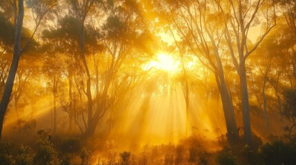 Ethereal sunrise in a misty eucalyptus forest with light rays piercing through fog