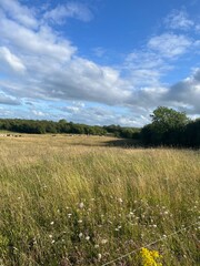 Fototapeta premium field of grass