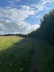 field in the forest