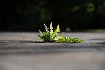 L&ouml;wenzaun w&auml;chst zwischen Beton
