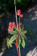Rizinus (Ricinus communis L.), Deutschland