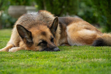 close-up of a beautiful german shepherd alsatian (Canis lupus familiaris) 