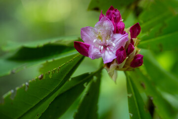 Fototapeta premium Tips of Purple Rhododendron Blooms Just Beginning to Open