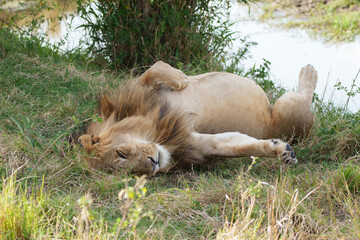 Lion sleeping on his back © Lori