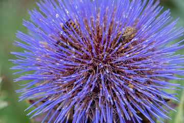 Blüte der Wilden Artischocke