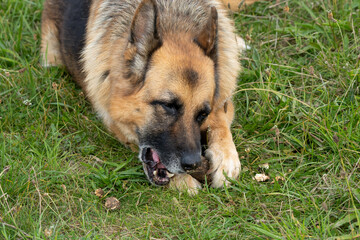 close-up of a beautiful german shepherd alsatian (Canis lupus familiaris) 