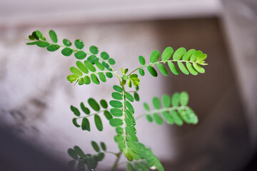 Phyllanthus niruri on dark background