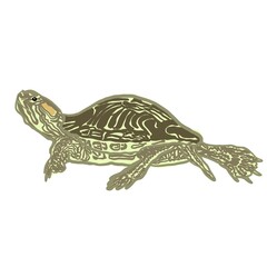 turtle isolated on white turtle, shell, underwater and terrestrial world, fauna, long-lived animals, wise turtle, pond, bone shell, animals