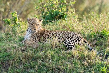 Leopard lying in the grass.