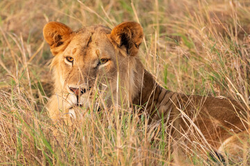 Lion in the grass