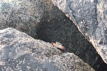 A small crab perched on a rugged rock, illuminated by sunlight against a dark, shadowy background. The detailed textures of the rock and the crab's shell add depth to this coastal nature shot.
