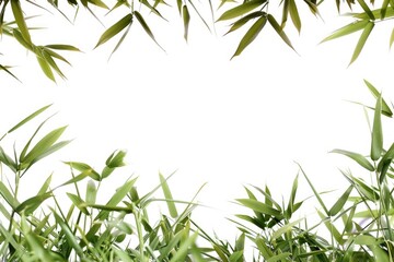 Obraz premium A single bamboo tree growing in a simple white background, great for minimalist design and decoration