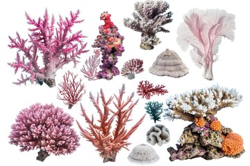 A collection of colorful corals and shells arranged on a white background