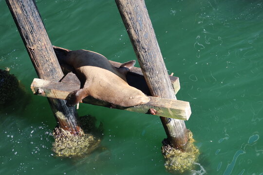A seal sunbathing on a wooden board at a pier, basking in the sunlight. The textured wood contrasts with the seal's smooth fur, capturing a peaceful moment by the waterfront.