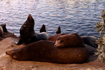 Naklejka premium sea lion on the beach