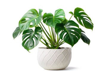 A single potted plant with large green leaves